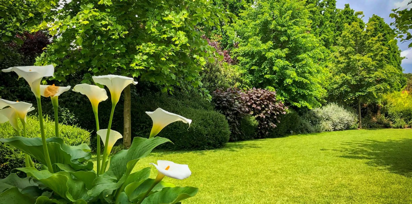 Vuoi il parere di un esperto per il tuo verde? Il Giardinista Francesco Mati ti aspetta per una consulenza gratuita!