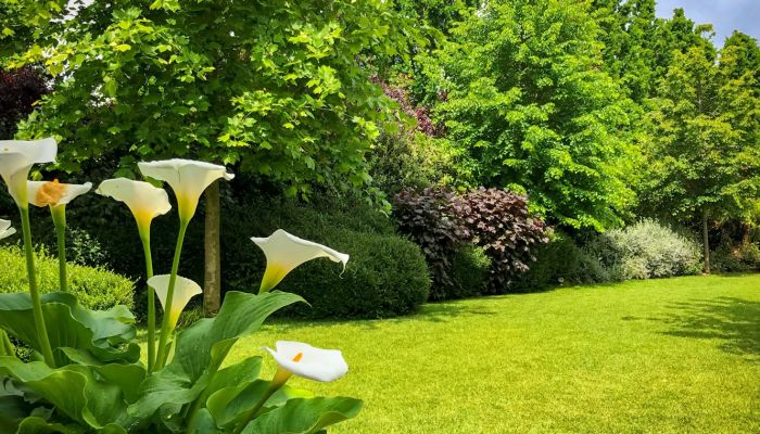 Vuoi il parere di un esperto per il tuo verde? Il Giardinista Francesco Mati ti aspetta per una consulenza gratuita!